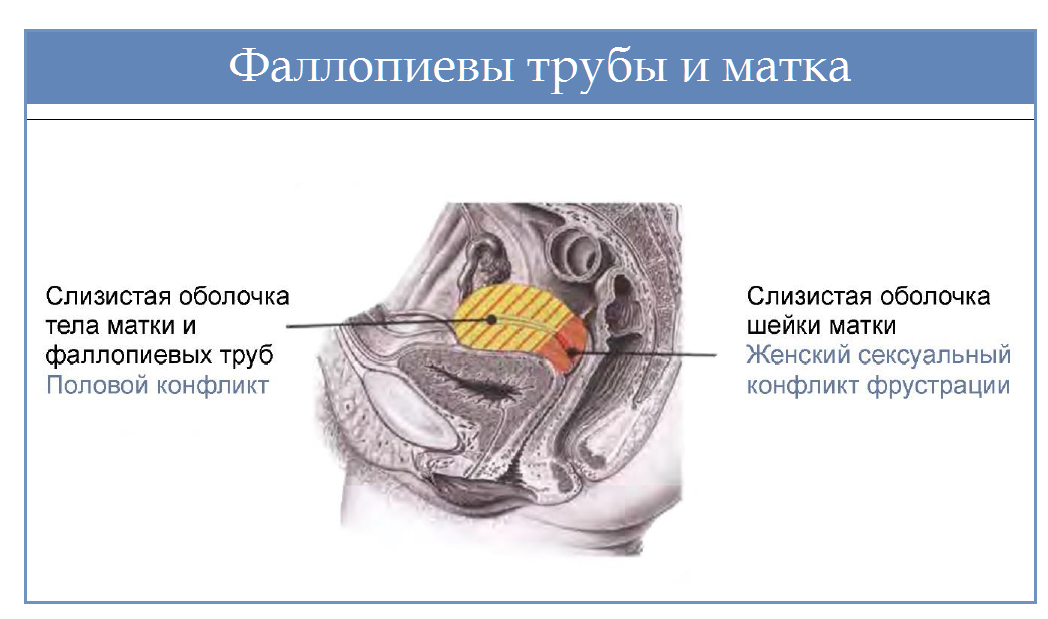 Фаллопиевы трубы. Наружная оболочка матки. Слизистая оболочка маточной трубы. Матка и фаллопиевы трубы.