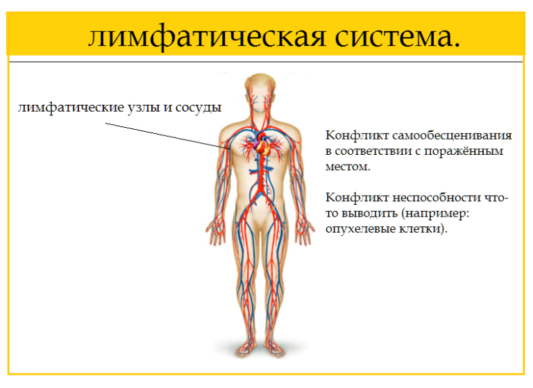 Лимфатическая нервная система человека строение и функции
