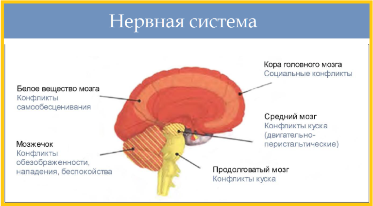 Нервная система человека строение и нарушения психосоматика