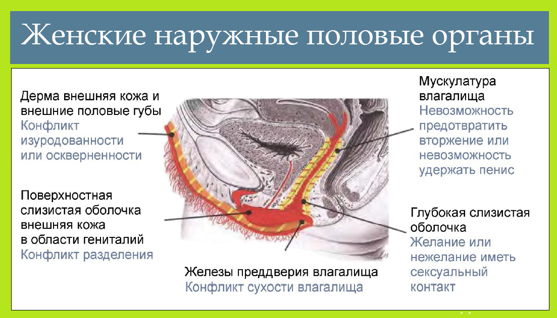 Малые половые губы схема