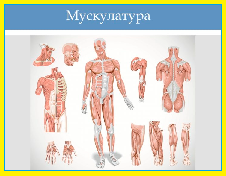Мышечная мускулатура человека психосоматика