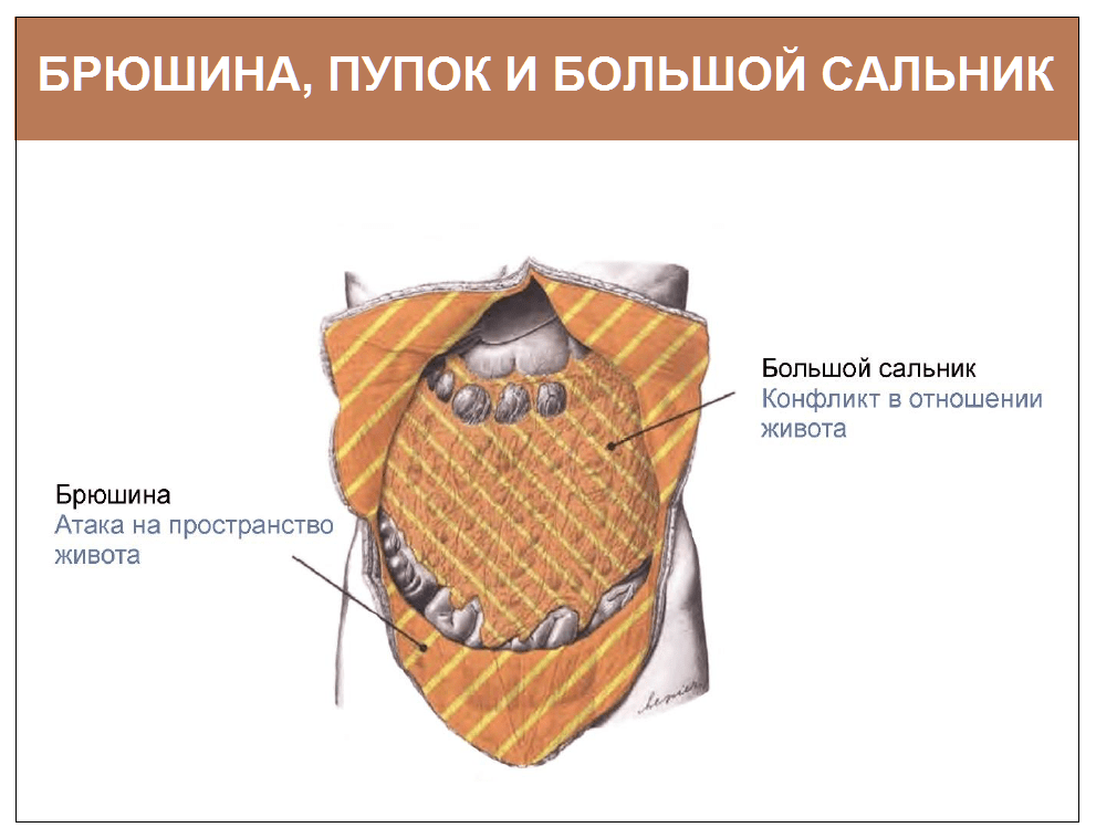 Большой сальник анатомия. Сальники брюшины анатомия. Большой сальник брюшины.