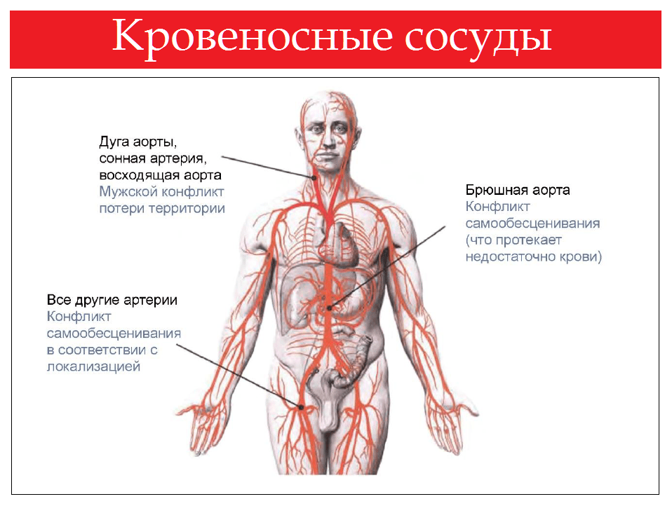 Болезни кровеносного сосуда. Кровеносная система. Болезни кровеносной системы. Кровеносная система человека с обозначениями. Кровеносная система психосоматика.