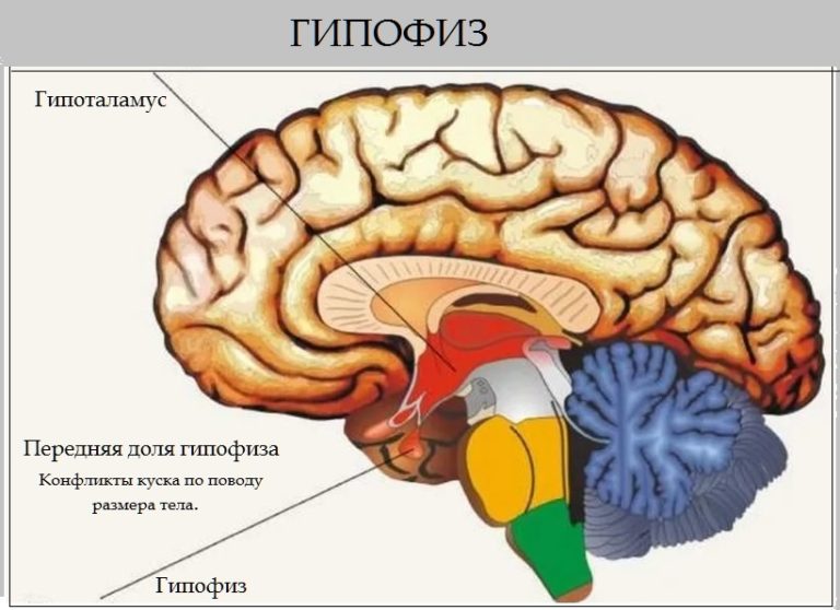 Опухоль гипофиза головного мозга психосоматика