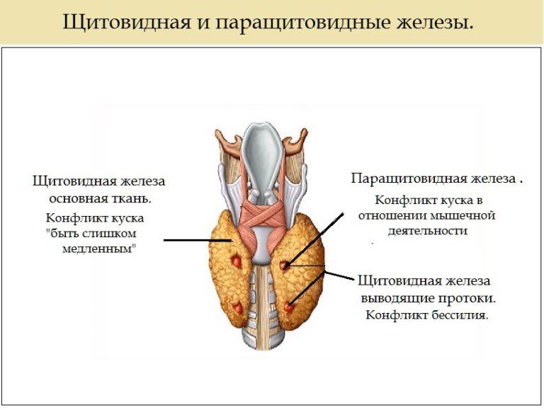 Психосоматика щитовидная и паращитовидная железа описание
