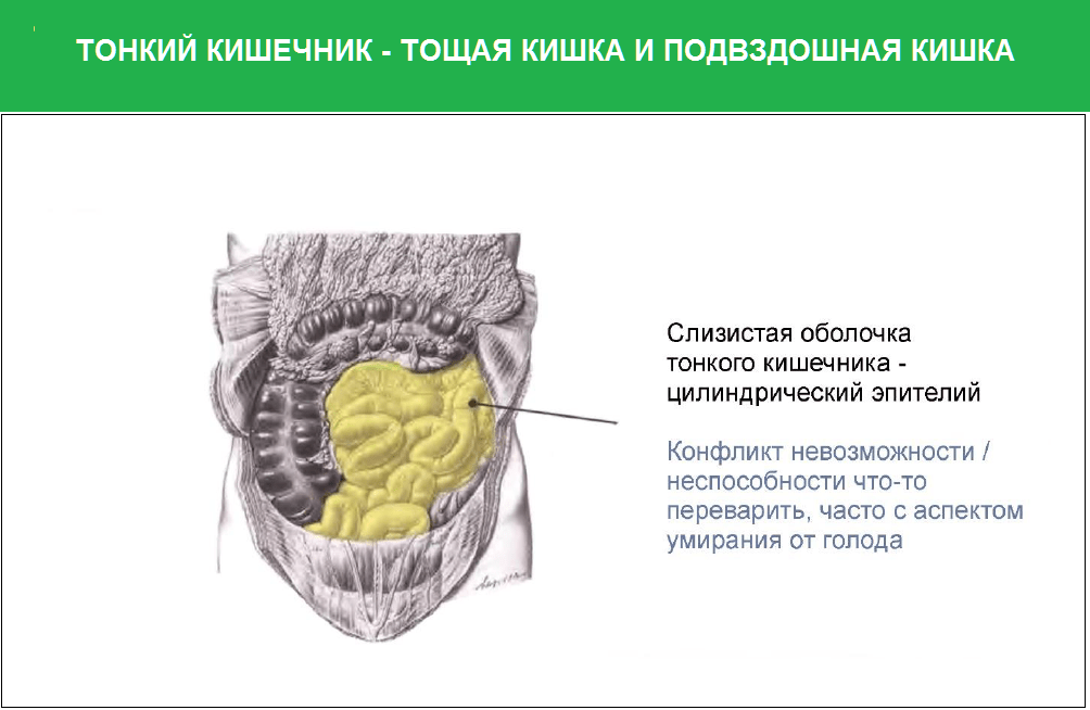 Боли в кишечнике психосоматика. Подвздошная кишка психосоматика. Тонкий кишечник психосоматика. Толстый кишечник психосоматика. Психосоматика болезней кишечника.